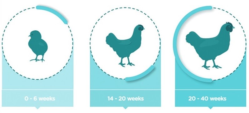 اثرات سموم قارچی در دوره های بحرانی پرورش مرغان مادر